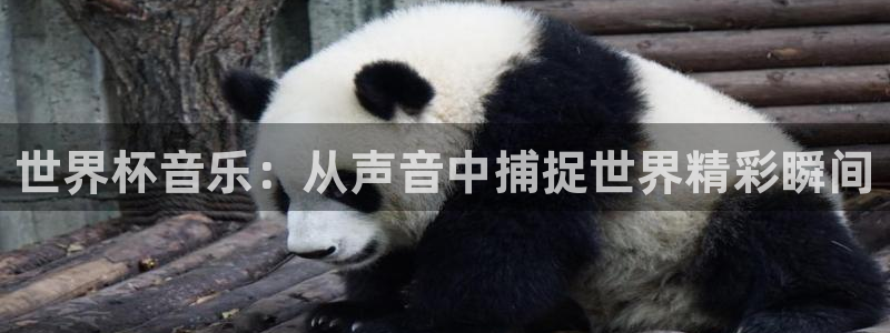 2026世界杯预选赛:世界杯音乐:从声音中捕捉世界精彩瞬间